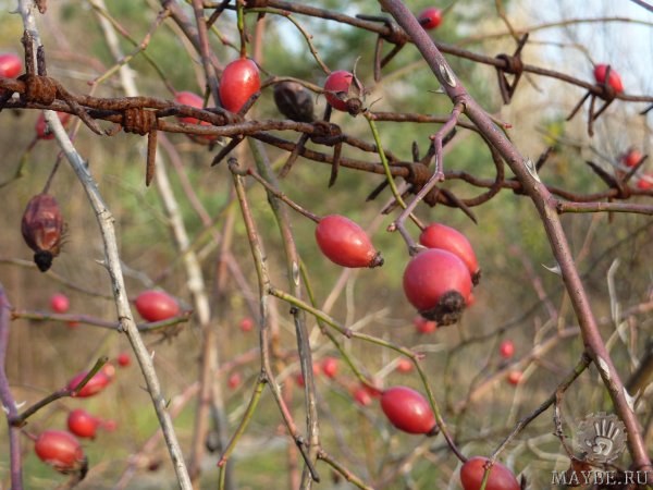 � ���� �����, �� �����, ��� ����.... ��������� �������� ��������!