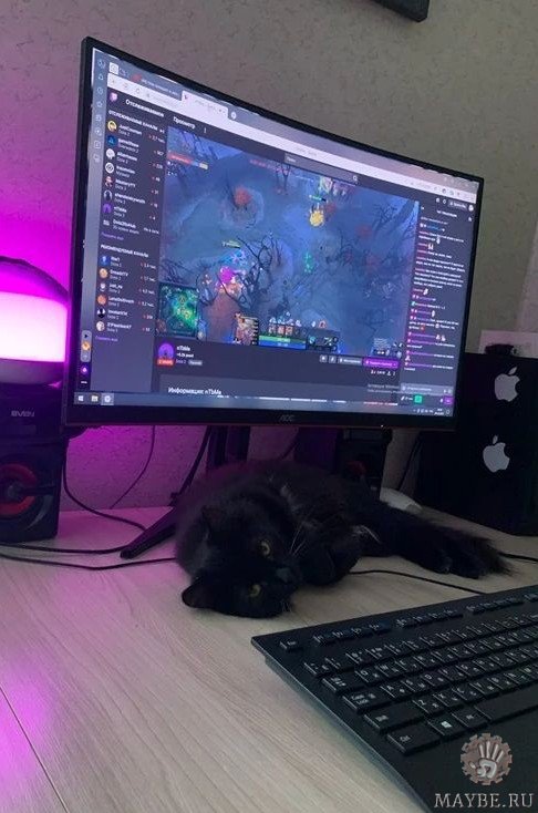 Просмотреть картинку Медведь. Подождите загрузки картинки!