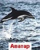 Dolphin