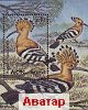 Hoopoe