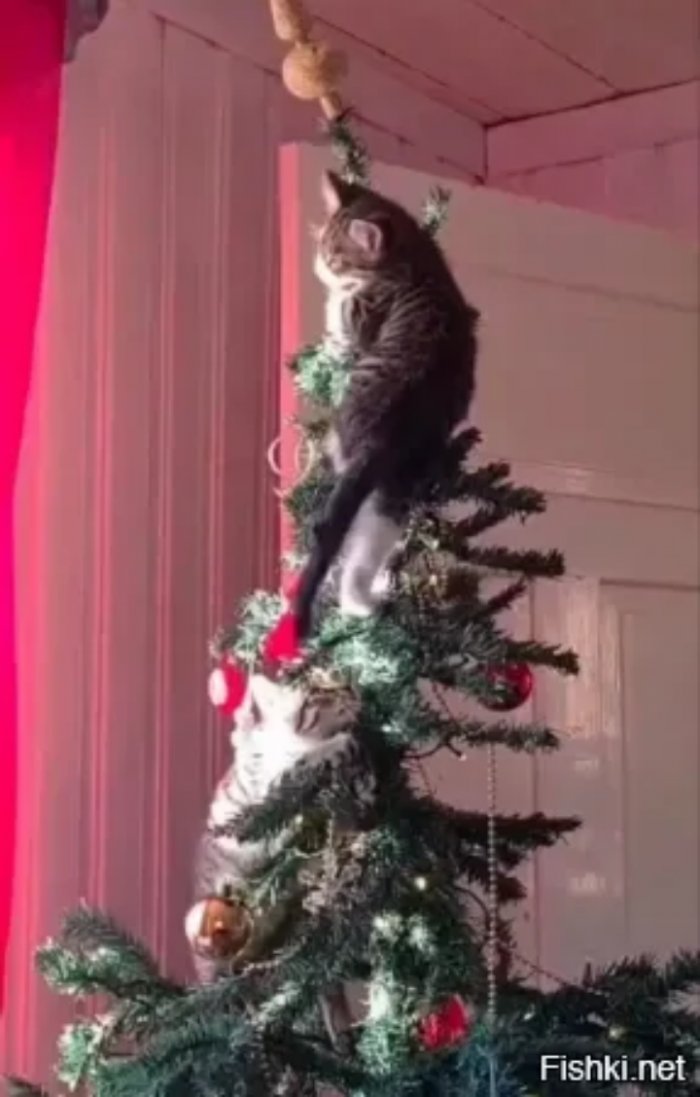 Голосуйте за прикольчик!