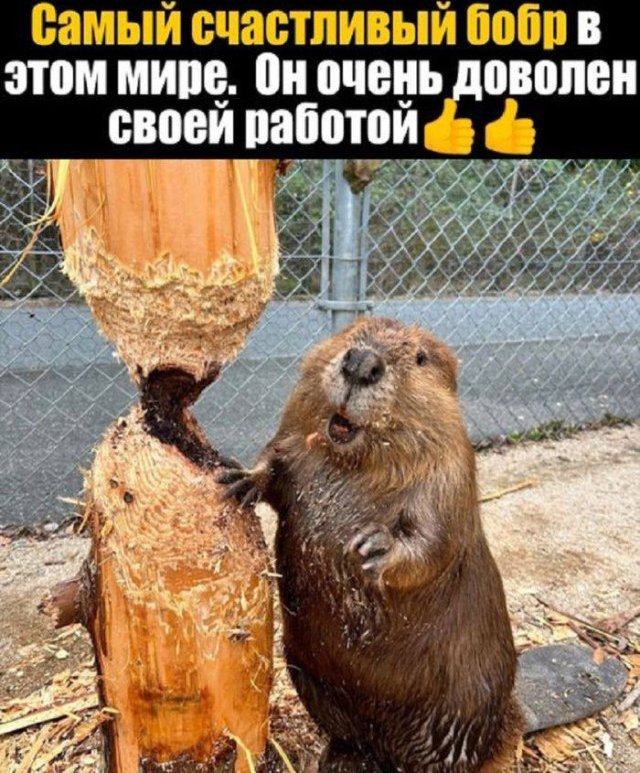 Голосуйте за прикольчик!